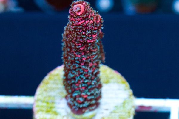 Kraken вход зеркало
