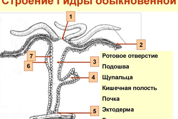 Кракен 17 точка ат